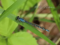 Watersnuffel [Enallagma cyathigerum]